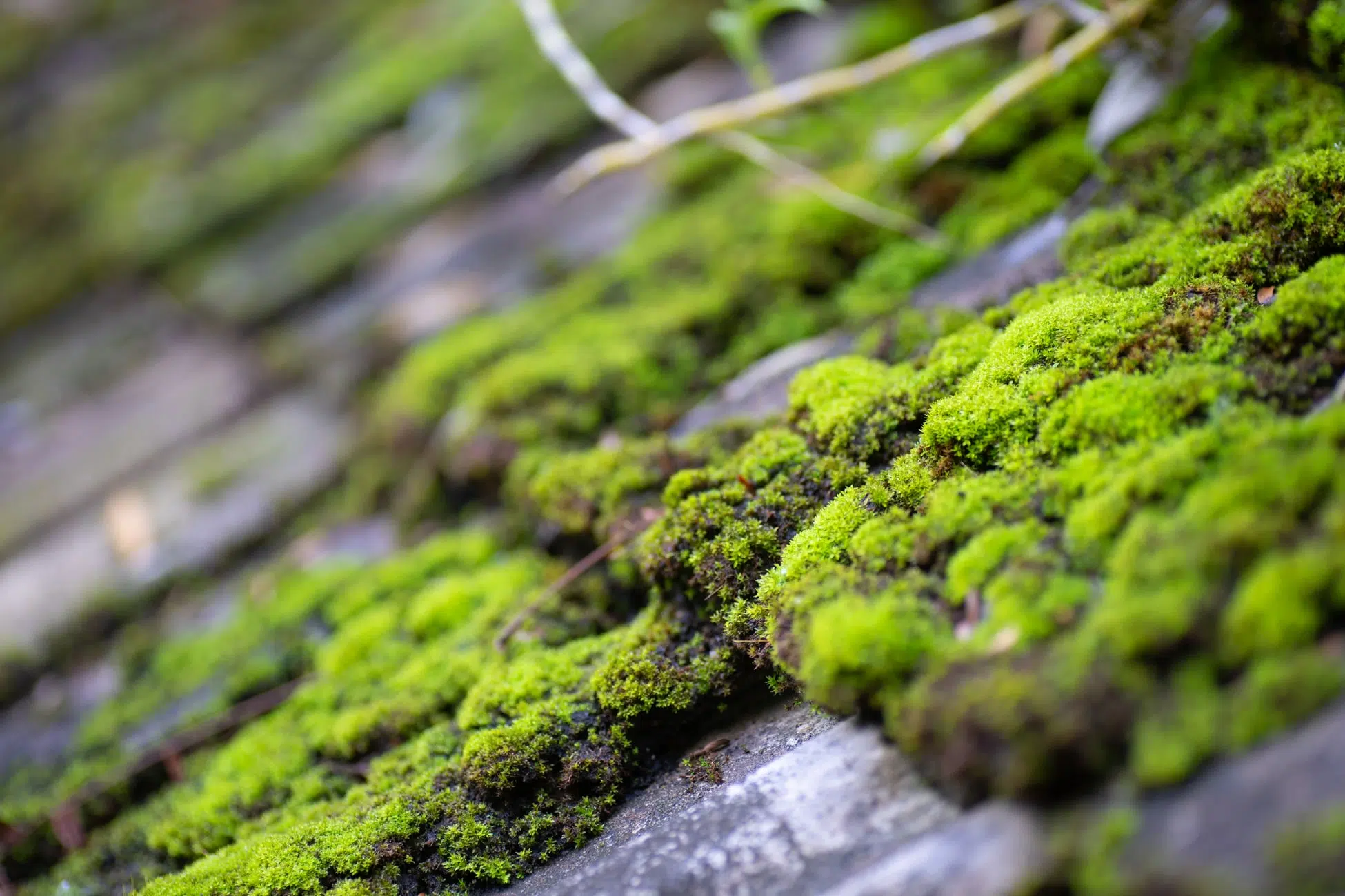 Roof Moss Removal Service Professional exterior cleaning in Farnham, Surrey.