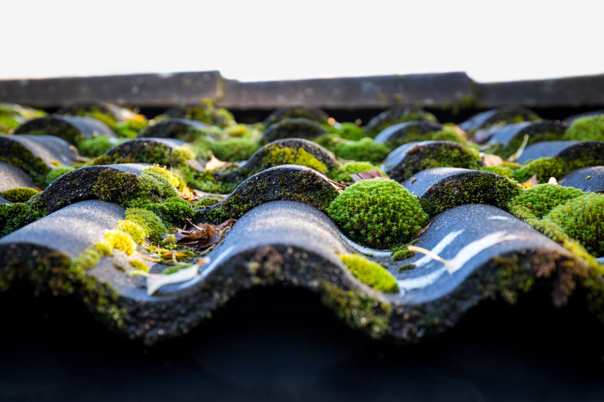 Moss removal London and Surrey Commercial pressure washing near me