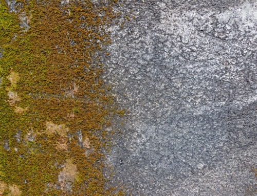 Slippery outdoor surfaces – causes & solutions