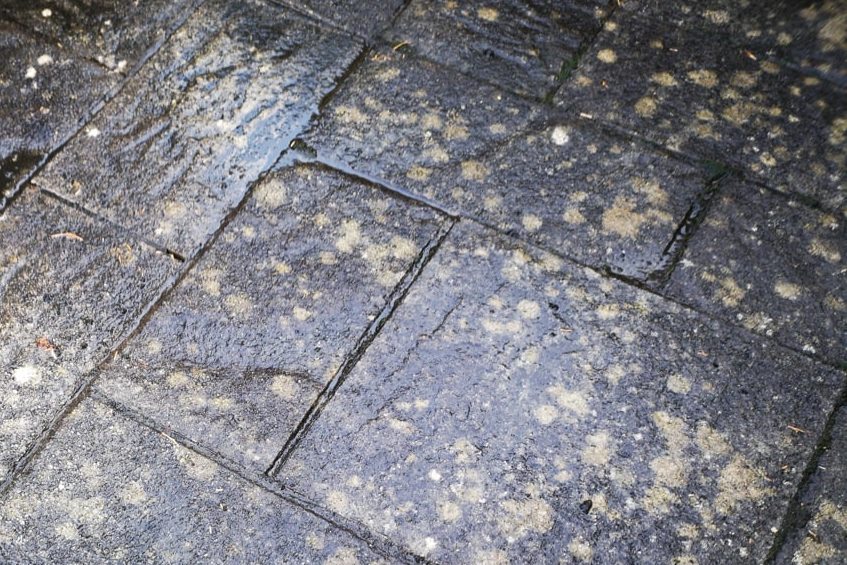 algae on paving slabs