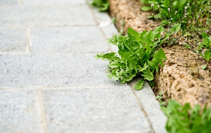 Jet washing for weeds