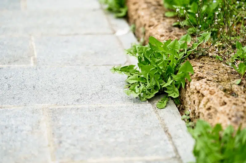 remove-weeds-driveway Jet washing for weeds